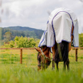 Flue- & sommerdekken Amigo Airflow Plus Hvit/Grå/Blå Flue- & sommerdekken Amigo Airflow Plus Hvit/Grå/Blå