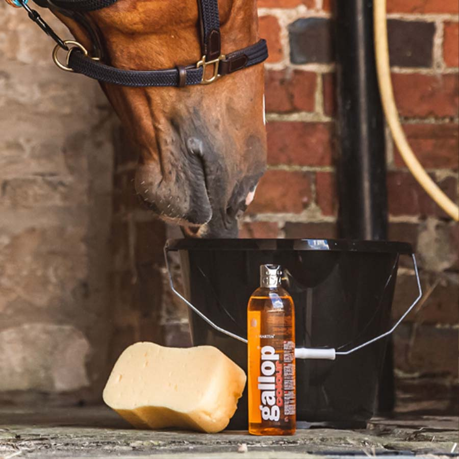 Sjampo Gallop Colour Fux & Palomino 500ml