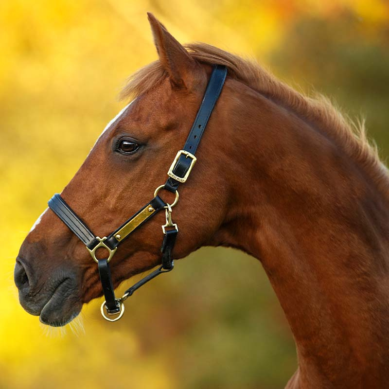 Lærgrime Amigo Padded Svart