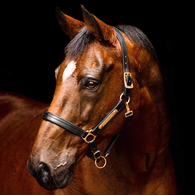 Lærgrime Amigo Padded Svart