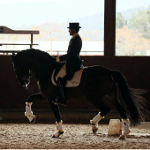 Dressurbelegg Prince Sensitive+ Rear Hvit Dressurbelegg Prince Sensitive+ Rear Hvit