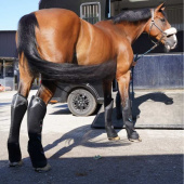 Transportbelegg Pro-Safe Rear Svart Transportbelegg Pro-Safe Rear Svart