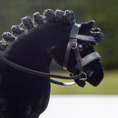 Hodelag Toy Pony Svart Hodelag Toy Pony Svart