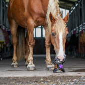 Holder Bizzy Ball Svart Holder Bizzy Ball Svart