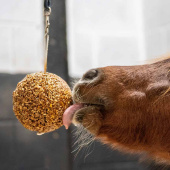 Tyggeball Granola Mixed Berry 1,6kg Tyggeball Granola Mixed Berry 1,6kg