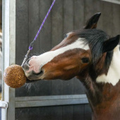 Tyggeball Granola Apple 1,5kg Tyggeball Granola Apple 1,5kg