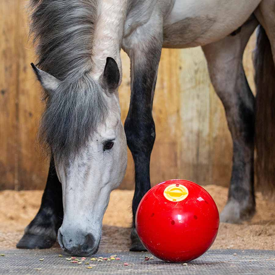 Godiskule Snak-a-Ball Nivå 2 Rød