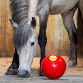 Godiskule Snak-a-Ball Nivå 2 Rød Godiskule Snak-a-Ball Nivå 2 Rød