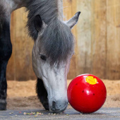 Godiskule Snak-a-Ball Nivå 2 Rød Godiskule Snak-a-Ball Nivå 2 Rød