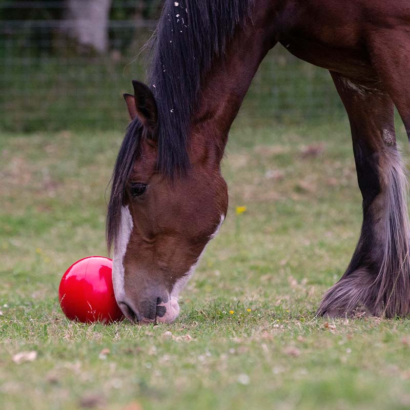 Godiskule Snak-a-Ball Nivå 2 Rød