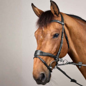 Hodelag D Motion New English Collection Svart Hodelag D Motion New English Collection Svart
