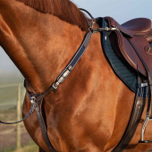 Martingal Rambo Micklem Brun Martingal Rambo Micklem Brun