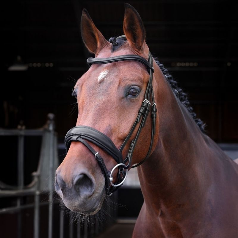 Dressurhodelag LUSSO Elite Svart