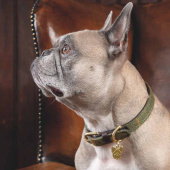 Hundehalsbånd Tweed/Lær Grønn Hundehalsbånd Tweed/Lær Grønn