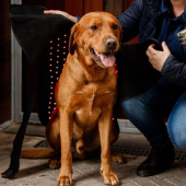 Terapidekken Hund LED Red Light Therapy Svart Terapidekken Hund LED Red Light Therapy Svart