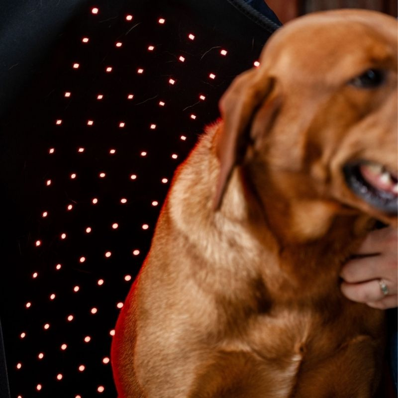 Terapidekken Hund LED Red Light Therapy Svart 
