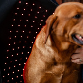 Terapidekken Hund LED Red Light Therapy Svart Terapidekken Hund LED Red Light Therapy Svart