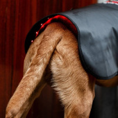 Terapidekken Hund LED Red Light Therapy Svart Terapidekken Hund LED Red Light Therapy Svart