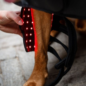 Terapibandasje Hund LED Red Light Therapy Svart Terapibandasje Hund LED Red Light Therapy Svart
